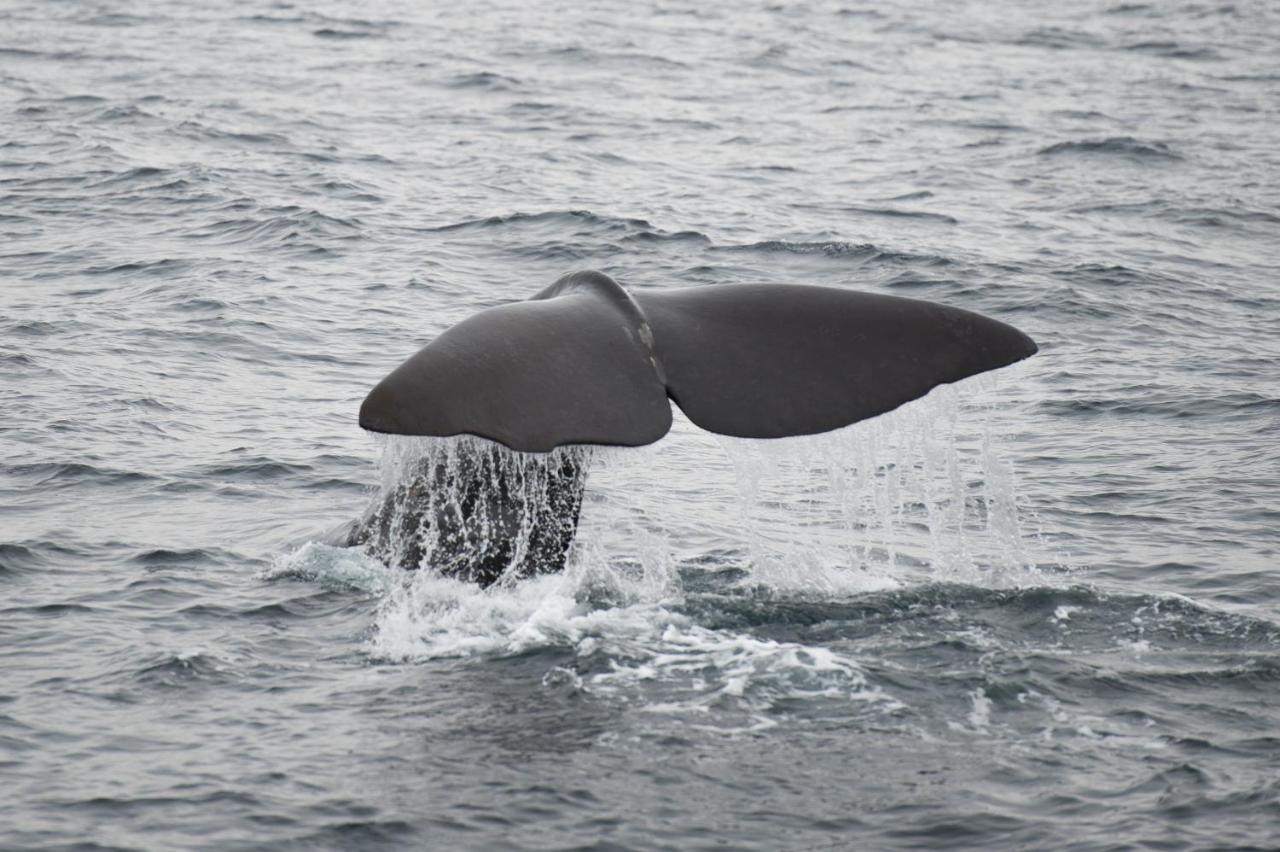 Apt 101 - Andenes Whale Safari Apartments Zewnętrze zdjęcie